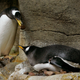 Illustration for article titled This Is Just a Nice Story About Some Penguins on a Museum Field Trip
